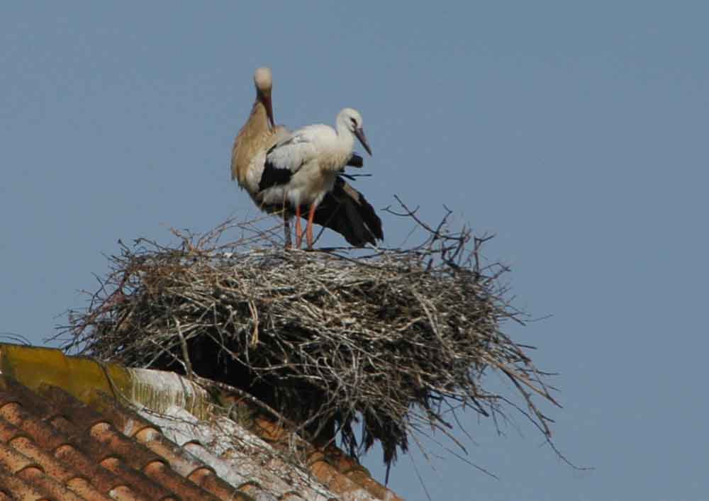 Cigüeña - Benalup-Casas Viejas - Cádiz - Andalucía 1.jpg
